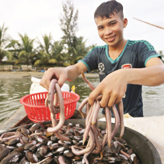 Bắt trùn nước dưới đáy sông